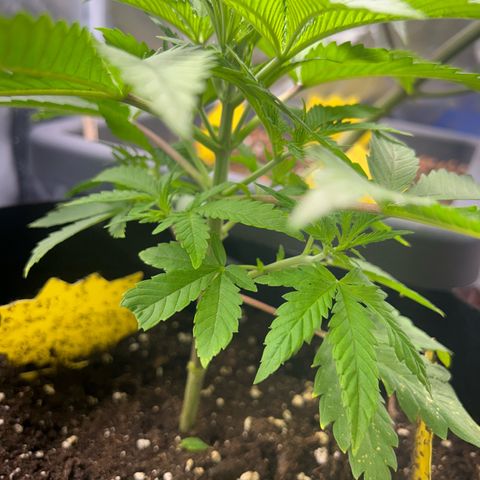 Myrtle growlog timeline photo