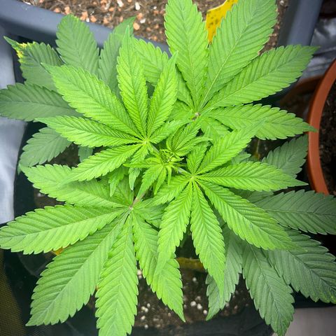 Myrtle growlog timeline photo