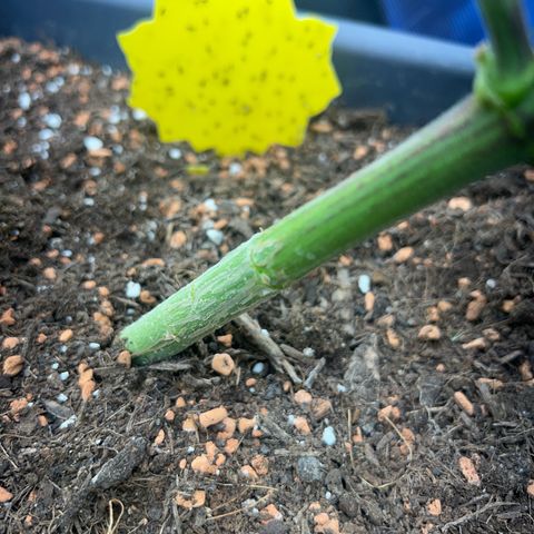 Chloe growlog timeline photo