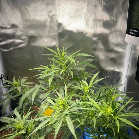 Chloe growlog timeline photo