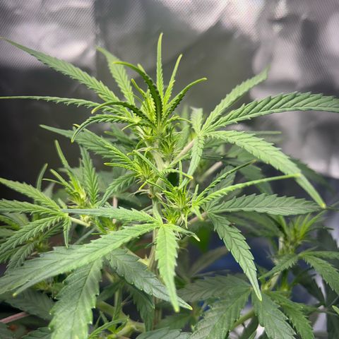 Chloe growlog timeline photo