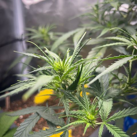 Chloe growlog timeline photo