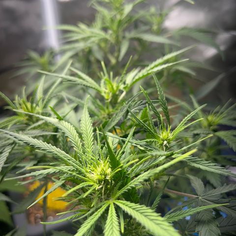 Chloe growlog timeline photo
