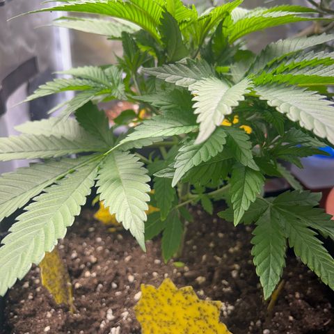 Myrtle growlog timeline photo