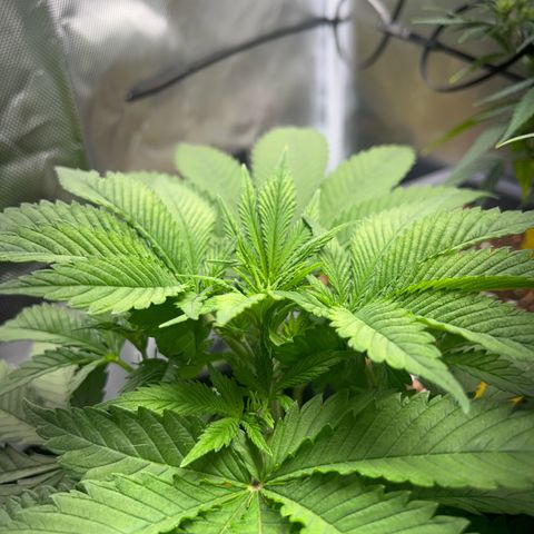 Myrtle growlog timeline photo
