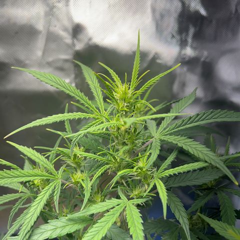 Chloe growlog timeline photo