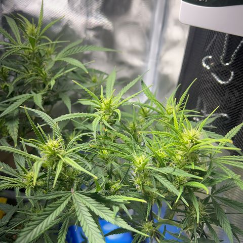 Chloe growlog timeline photo