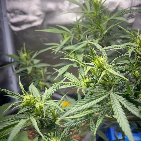 Chloe growlog timeline photo
