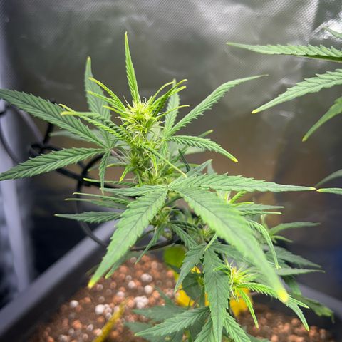 Chloe growlog timeline photo
