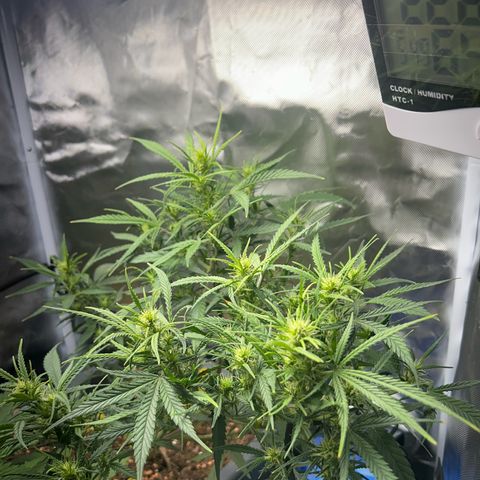 Chloe growlog timeline photo