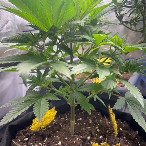 Myrtle growlog timeline photo