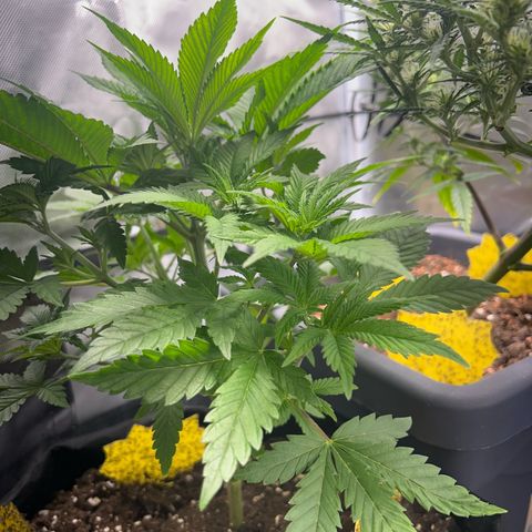 Myrtle growlog timeline photo