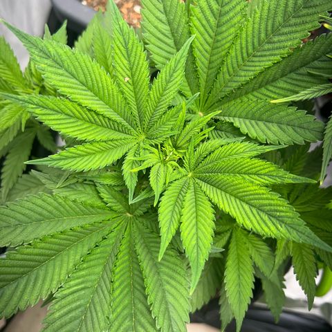 Myrtle growlog timeline photo
