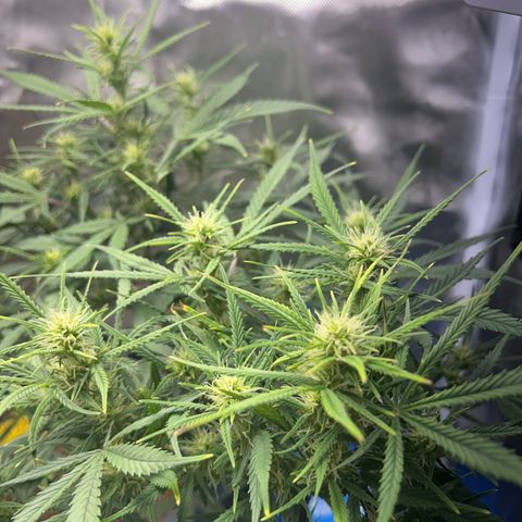 Chloe growlog timeline photo