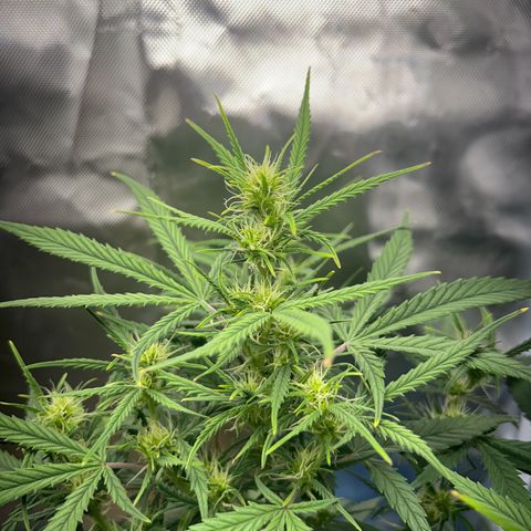 Chloe growlog timeline photo