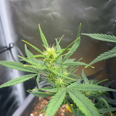 Chloe growlog timeline photo