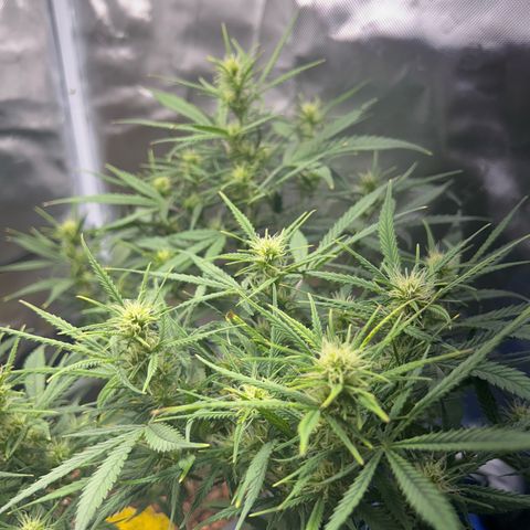 Chloe growlog timeline photo