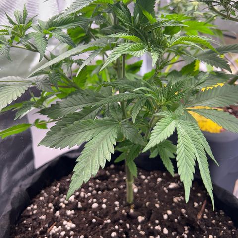 Myrtle growlog timeline photo