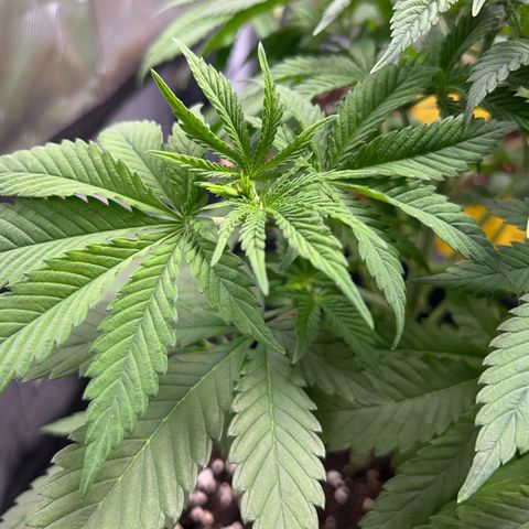 Myrtle growlog timeline photo