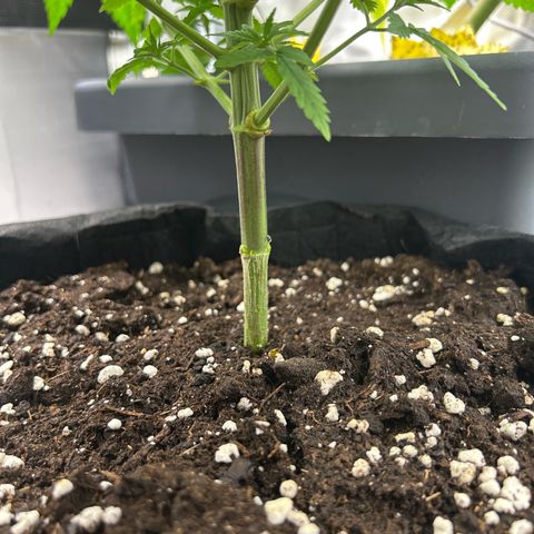 Myrtle growlog timeline photo