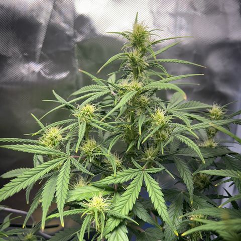 Chloe growlog timeline photo