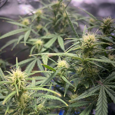 Chloe growlog timeline photo