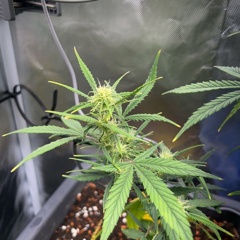Chloe growlog timeline photo