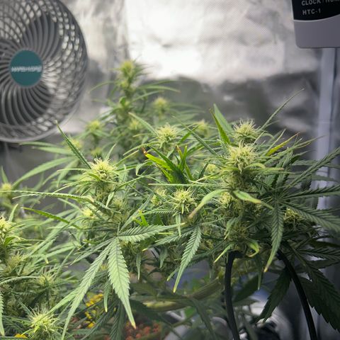 Chloe growlog timeline photo