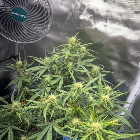 Chloe growlog timeline photo