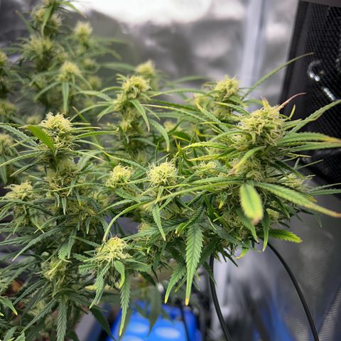 Chloe growlog timeline photo