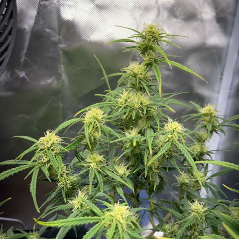 Chloe growlog timeline photo