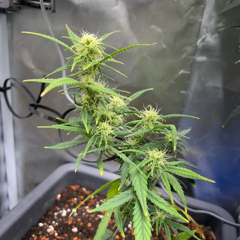 Chloe growlog timeline photo