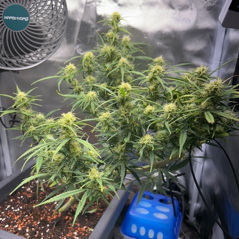Chloe growlog timeline photo
