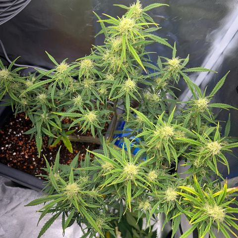 Chloe growlog timeline photo