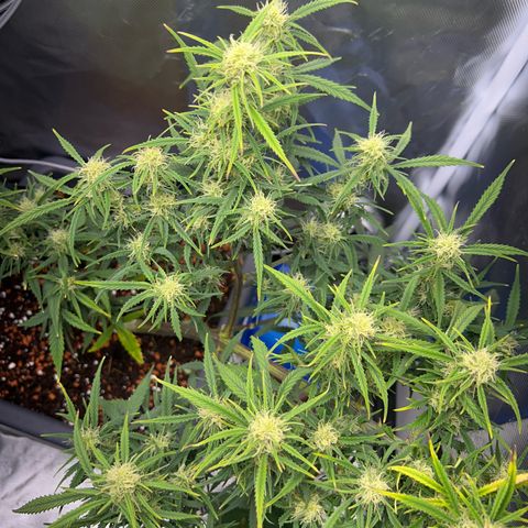 Chloe growlog timeline photo