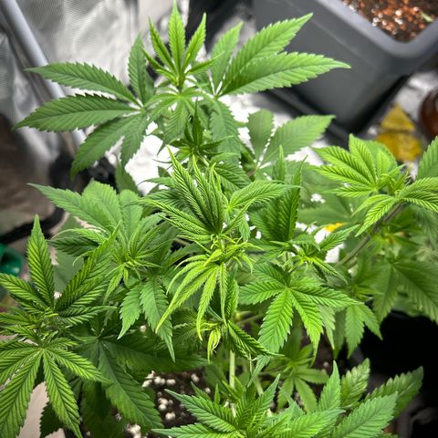Myrtle growlog timeline photo