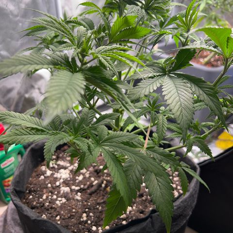 Myrtle growlog timeline photo