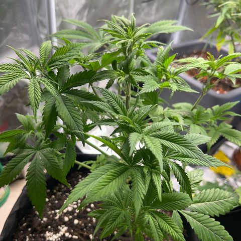 Myrtle growlog timeline photo