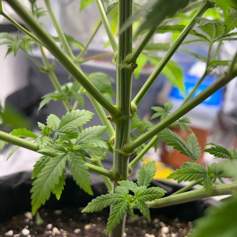 Myrtle growlog timeline photo