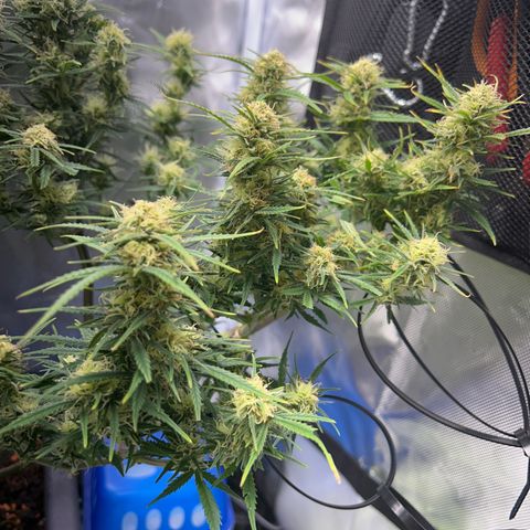 Chloe growlog timeline photo