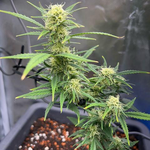 Chloe growlog timeline photo