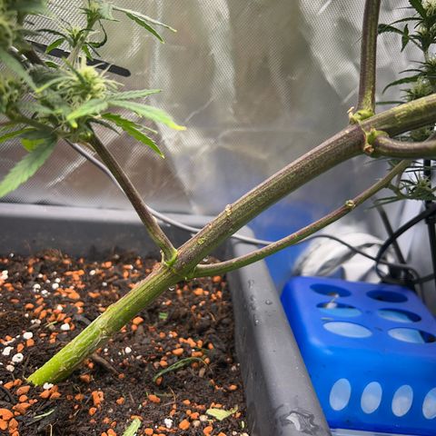 Chloe growlog timeline photo