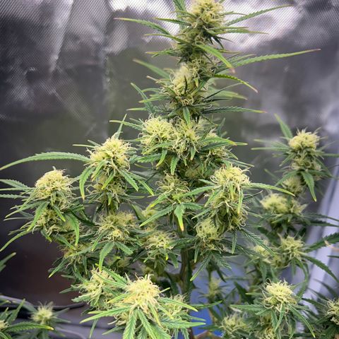 Chloe growlog timeline photo