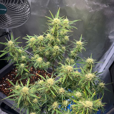 Chloe growlog timeline photo
