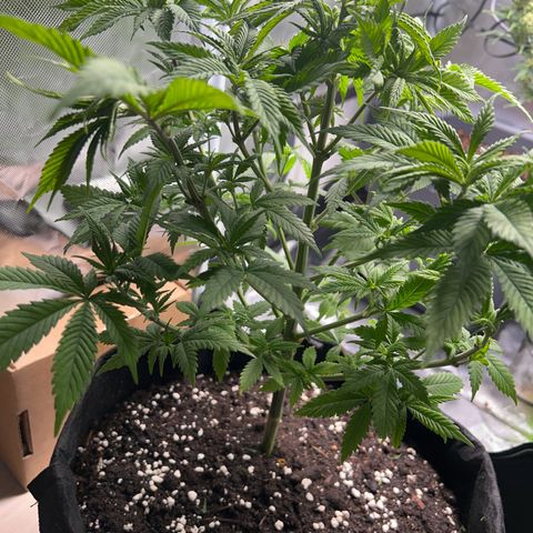 Myrtle growlog timeline photo