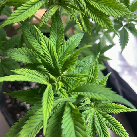 Myrtle growlog timeline photo