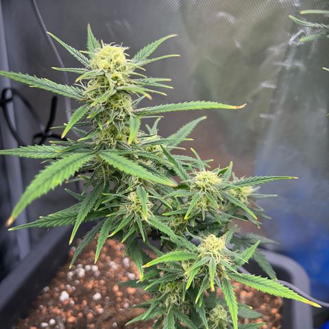 Chloe growlog timeline photo