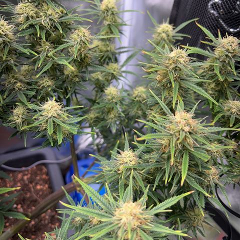 Chloe growlog timeline photo