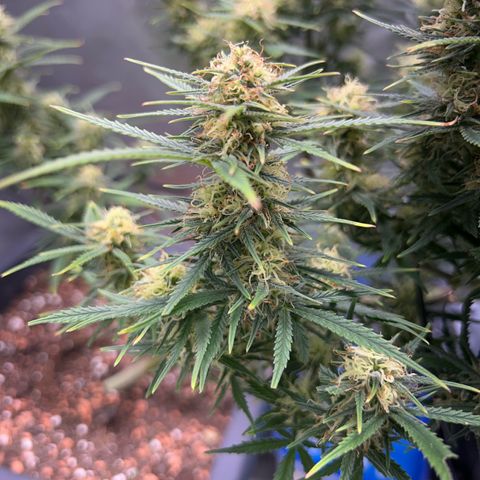 Chloe growlog timeline photo