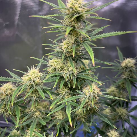 Chloe growlog timeline photo